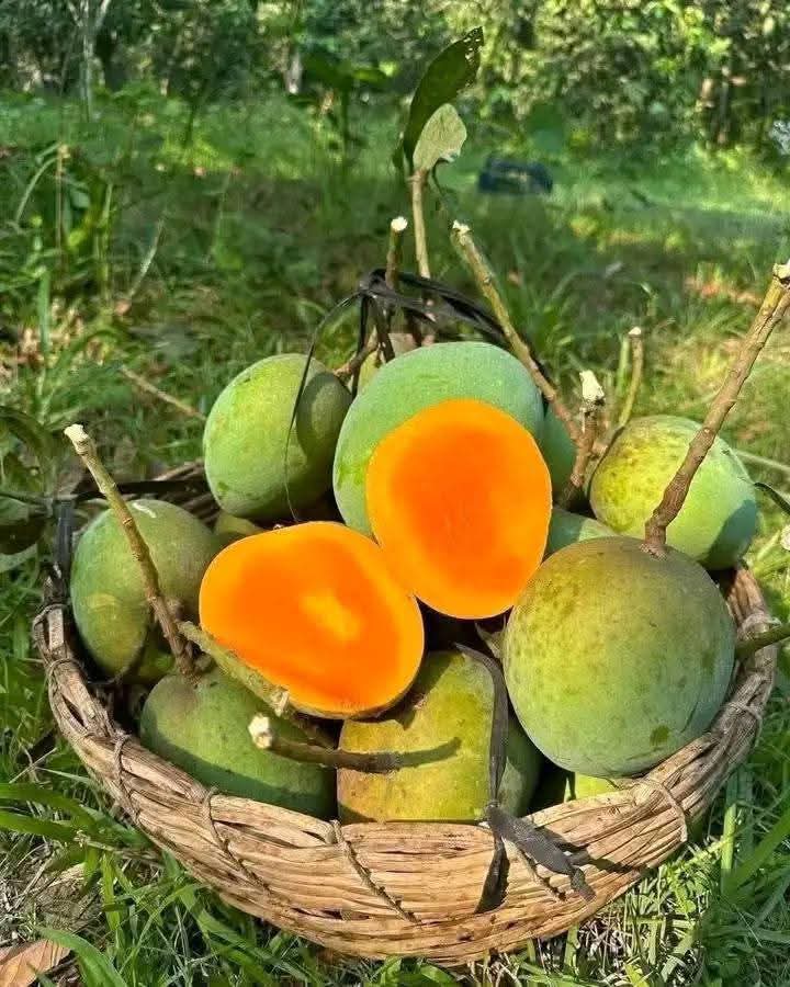 ১০ কেজি ফ্রেস হিম সাগর বাছাইকৃত আম ১০ কেজি/10 kg